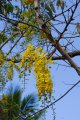 Cassia fistula (cytise de l'inde) - Inde, Srilanka. Légumineuse. 10-15m